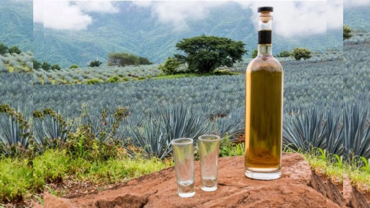 El tequila: historia, tradición y diversidad de Jalisco