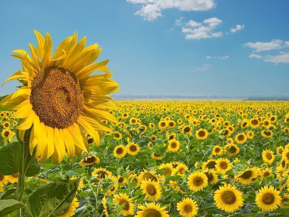 campos de girasoles en Guelatao, Oaxaca