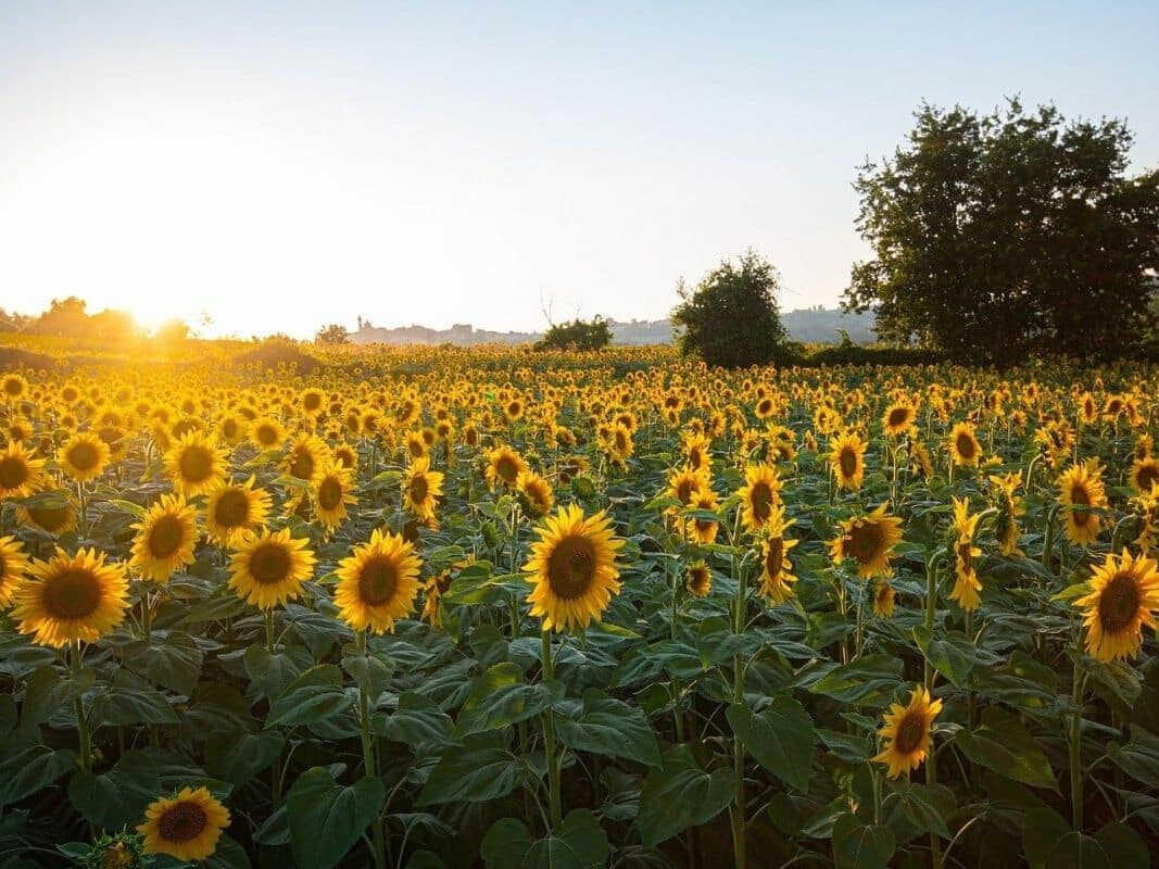 campos de girasoles en bacalar