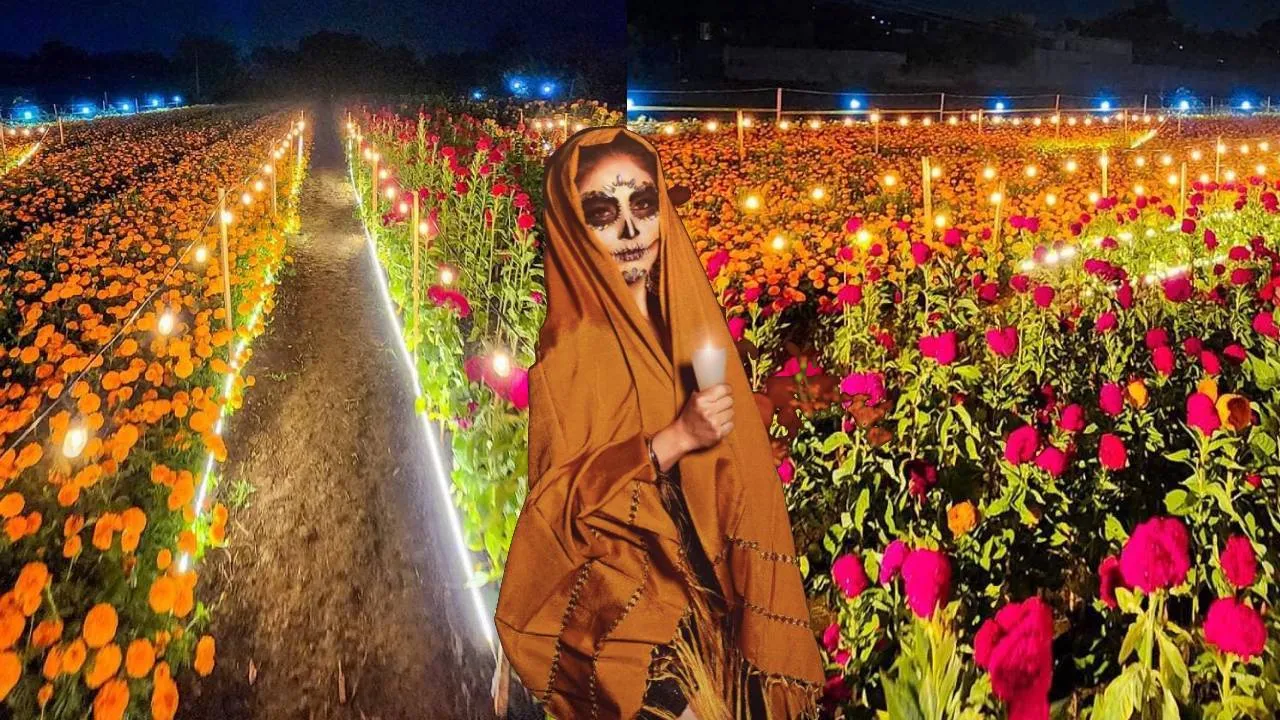Campo de cempasúchil iluminado en Oaxaca: esto es lo que tienes que saber