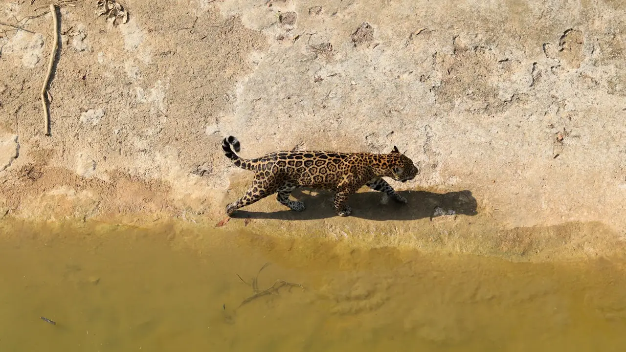 Santuario del Jaguar Yagui da la bienvenida a Yazu